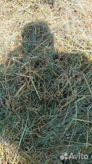Солома ячменная в тюках