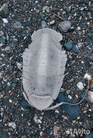 Сумка слинг изопод из натуральной кожи