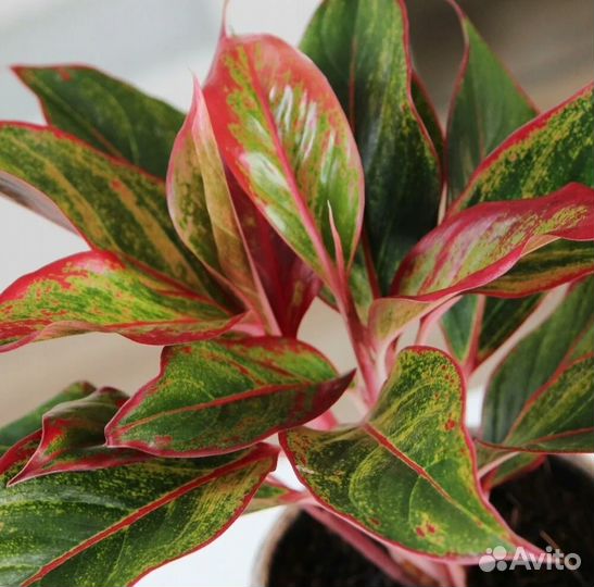 Комнатные растения цветы