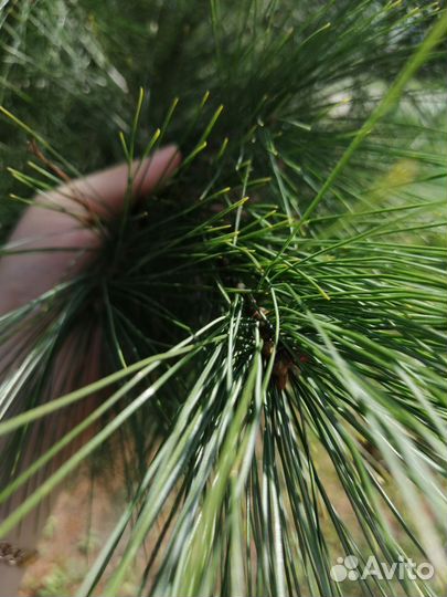 Сосна Веймутова