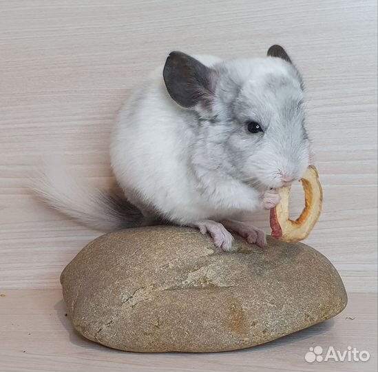Шиншилленок Белый Вильсона 2 мес