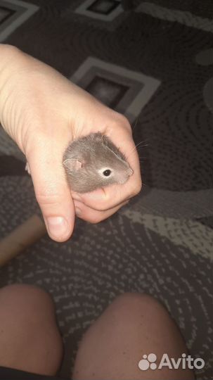 Сирийский хомяк