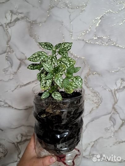 Комнатные цветы гипестис