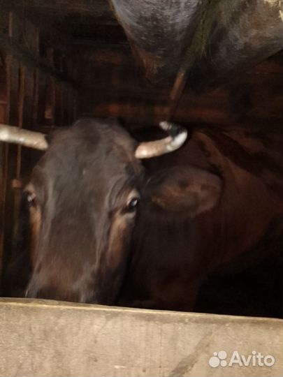Корова костромской породы