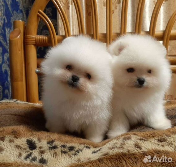 Померанский шпиц