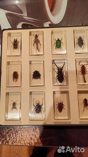 Жуки в стекле