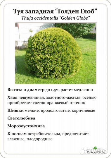 Туя Голден глоб