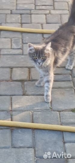 Сибирская кошка бесплатно