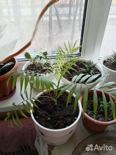 Пальма хамедорея