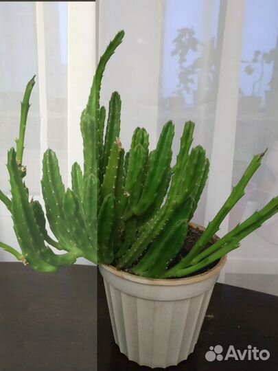 Комнатные цветы