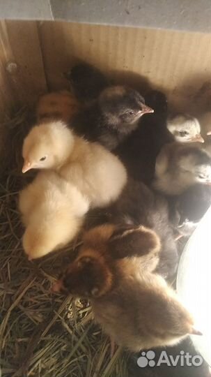Цыплята