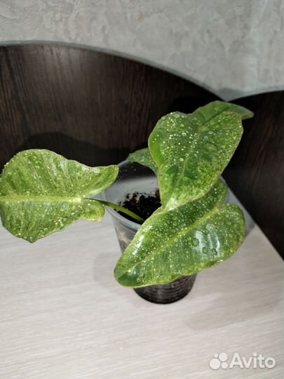 Филодендрон Параисо Верде Вариегата