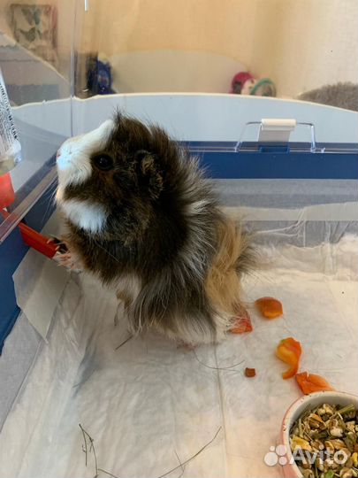 Морская свинка с клеткой