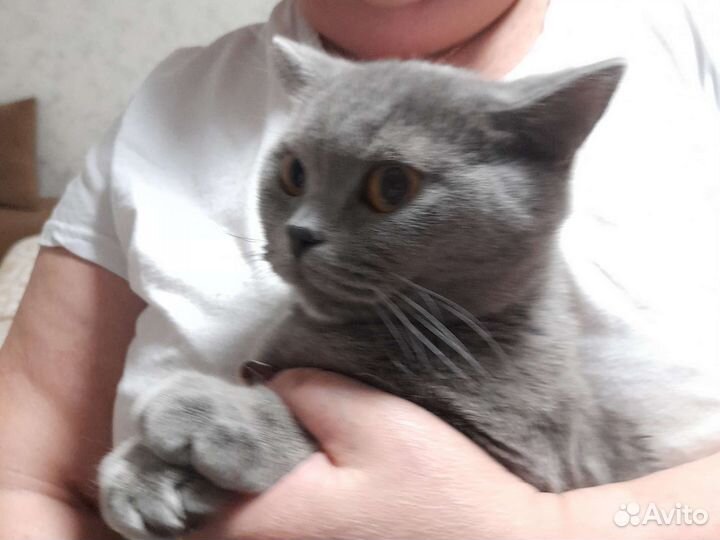 Случка кошки