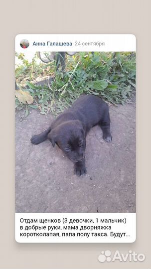 Отдам бесплатно щенки
