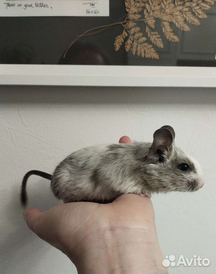 Дегу малыши продаются