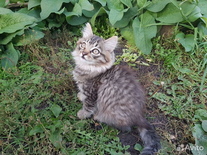 Кошечка 3 месяца