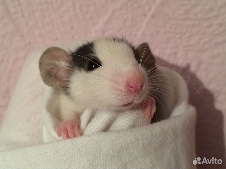 Крыса Дамбо