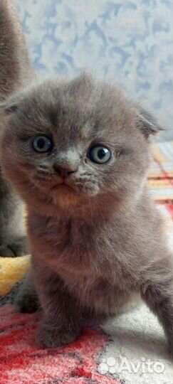 Шотландские котята