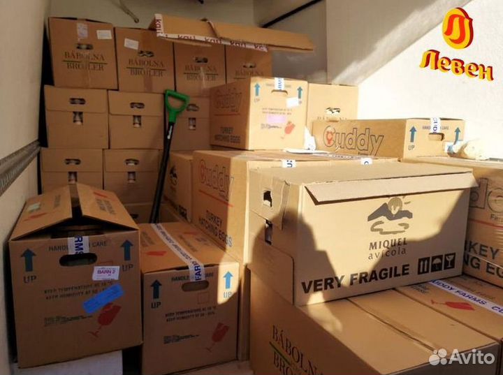 Инкубационное яйцо бройлера Кобб 500 и Росс 308