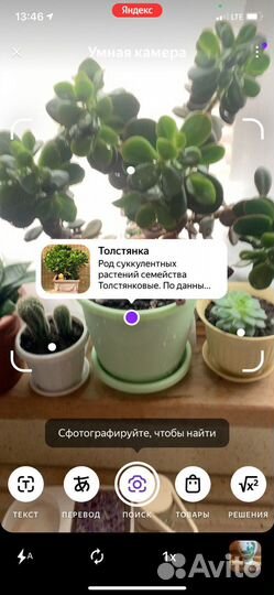 Комнатные цветы