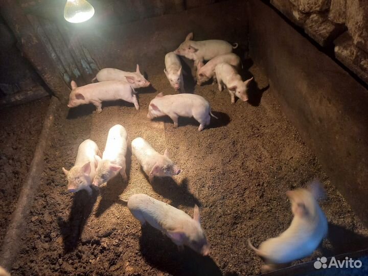 Поросята ландрас