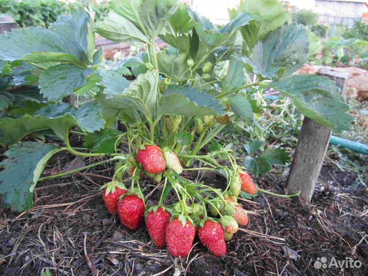 Земляника садовая