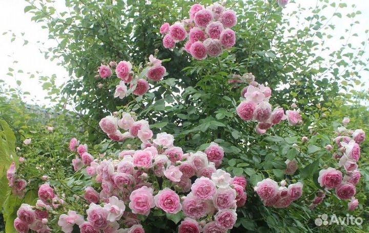 Саженцы плетистых роз