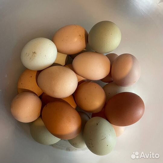 Домашние куриные яйца оптом