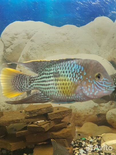 Бирюзовая Акара и оборудование