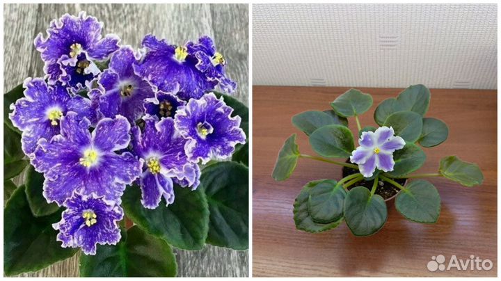 Узамбарские фиалки (сенполии), стартёры