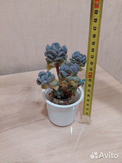 Суккуленты