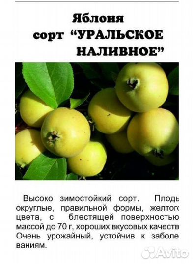 Саженцы яблони в наличии. Летние, осенние, зимние