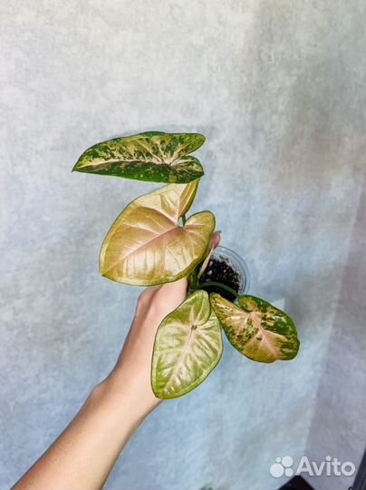 Сингониумы сортовые