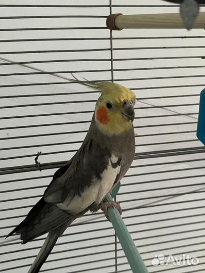 Попугай корелла мальчик