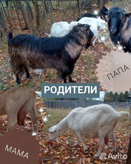 Зааненские козочки - 10 мес. (4 шт.)