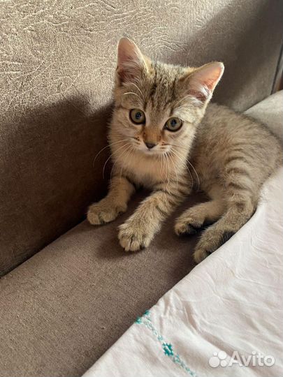 Котики ищут дом