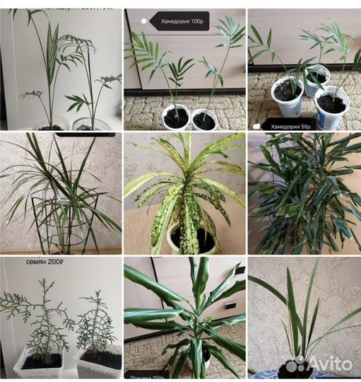 Комнатные цветы