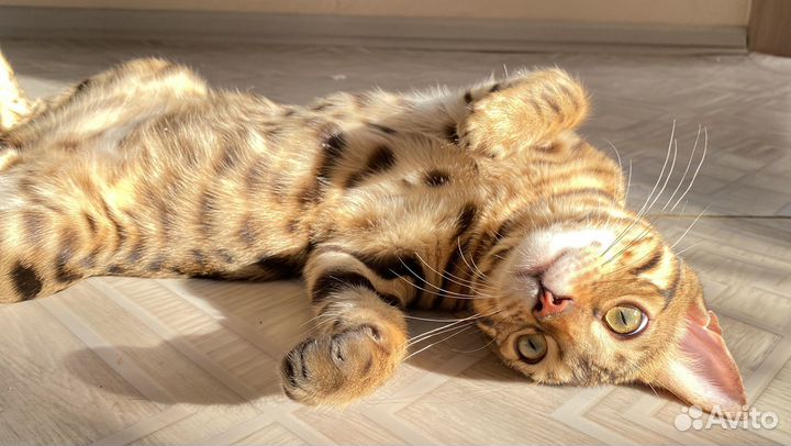 Бенгальский кот вязка