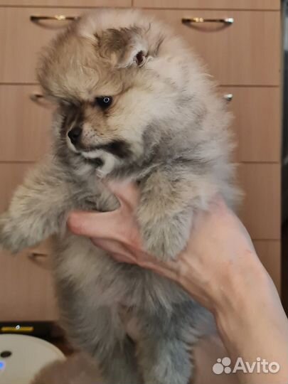 Щенки померанского шпица