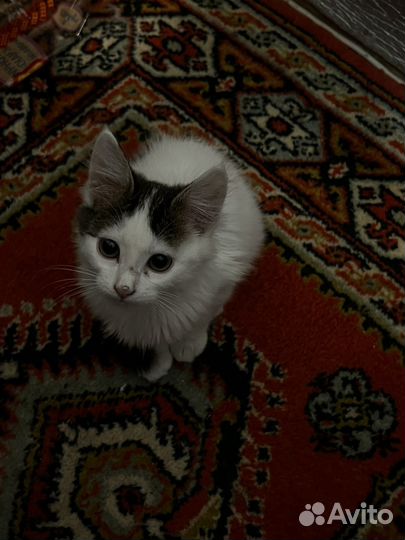 Котенок