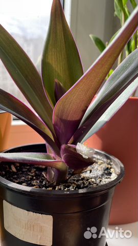 Традесканция