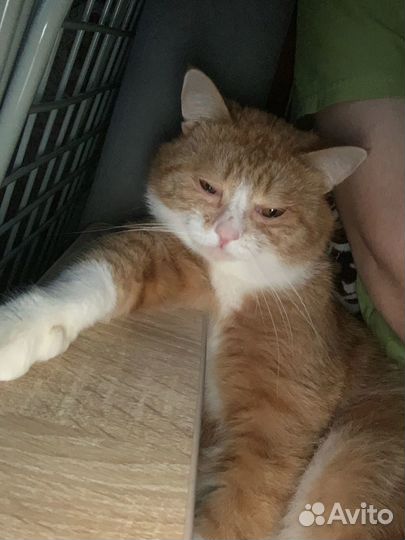 Отдам котика в добрые ручки