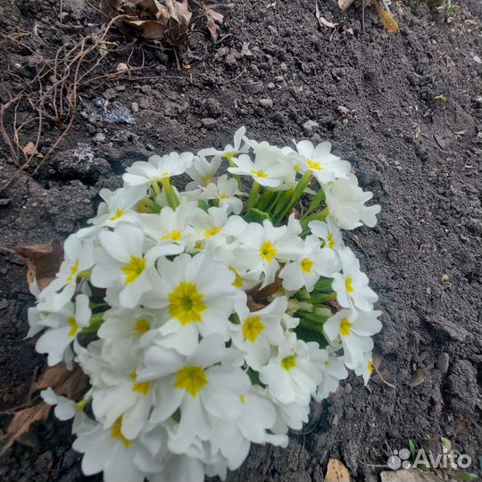 Цветы для сада