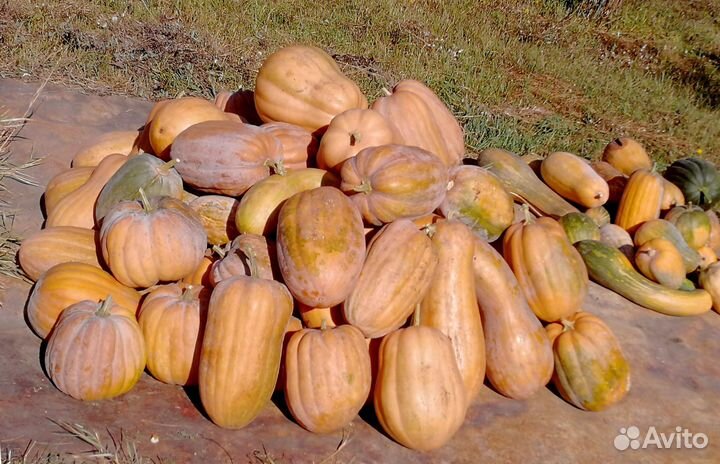 Тыква пищевая