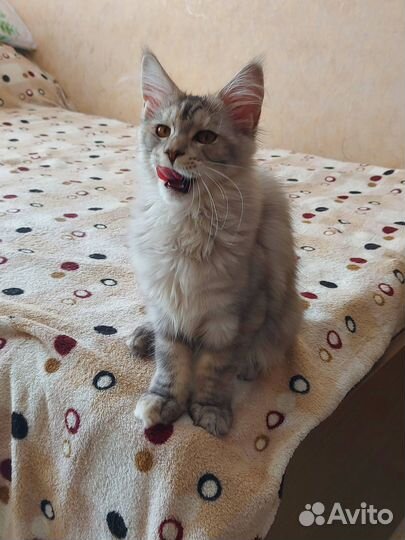 Котята мейн-кун