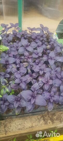 Рассада цветы и овощей собственного выращивания