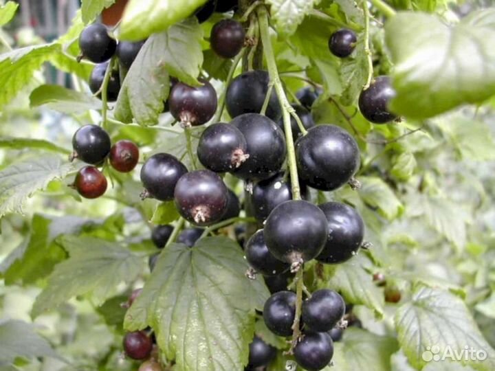 Саженцы черной смородины Багира