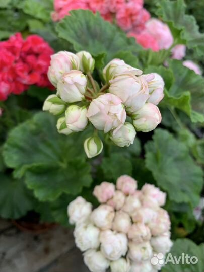 Сортовые коллекционные пеларгонии