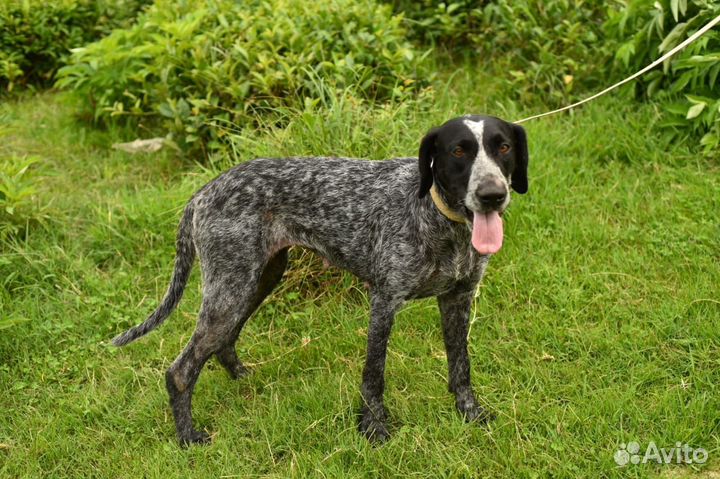 Курцхаар в добрые руки